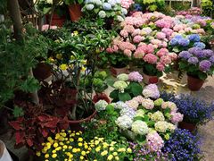 -双季花艺园艺市场(浦东店)