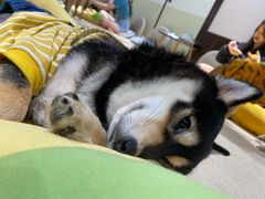 -逗柴咖啡屋·狗咖猫咖宠物桌游