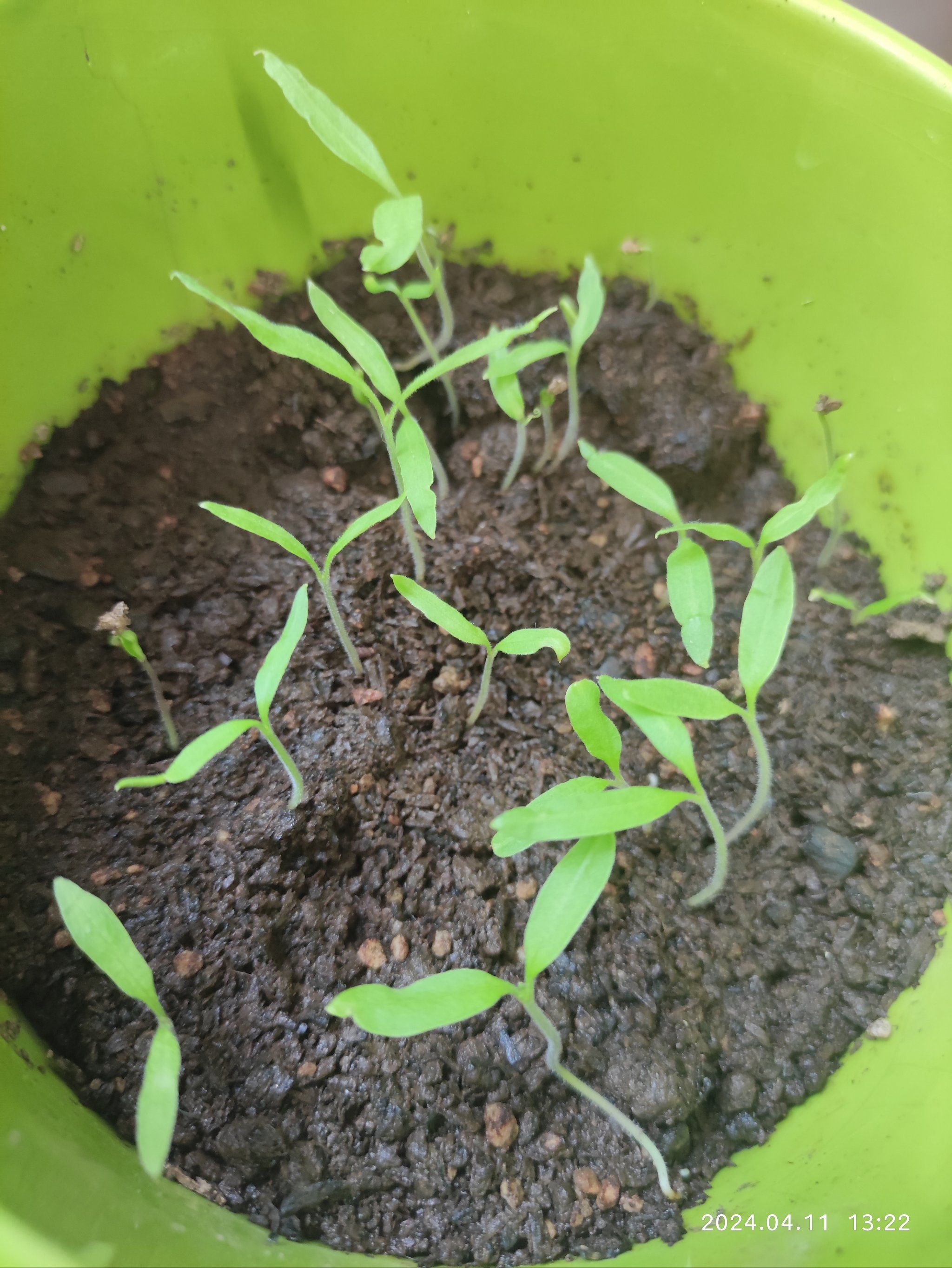 美好生活从番茄发芽开始