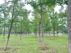 -汉长安城未央宫国家考古遗址公园