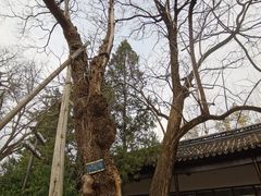 -苏州文庙(姑苏区)