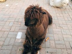 -长白岛森林公园