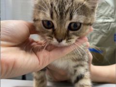 -美联众合动物医院(·中兽医·疑难杂症·严家桥分院)