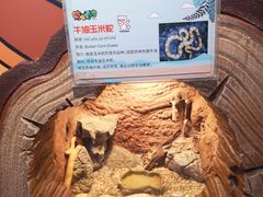 -萌宠奇缘