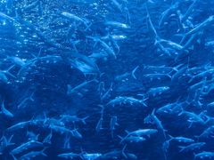 -海合安成都极地海洋公园