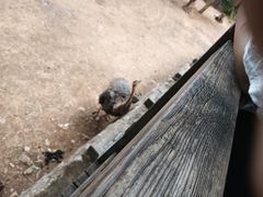 -昆明动物园