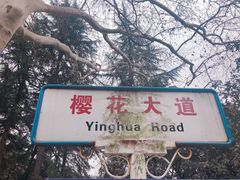 -武汉大学-樱园