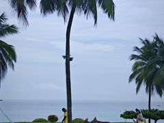 -糟粕醋·椰苑海南菜餐厅(亚龙湾天域酒店)