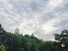-上海滨江森林公园