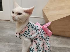 -楼上猫咖(罗湖店)