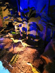 -恐龙探索乐园(磁器口店)