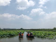 -荷塘月色湿地公园·向阳花洲
