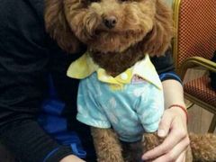 android_upload_pic-爱宠屋pet shop·宠物洗澡·宠物美容