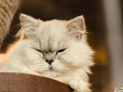 -more than meow吴止猫主题餐厅(承德 中船汇店)