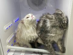 -达爱动物医院·犬猫分区·CT·复杂眼科(远洋山水分院)
