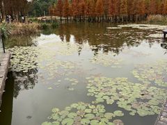 -白鹭湾湿地公园