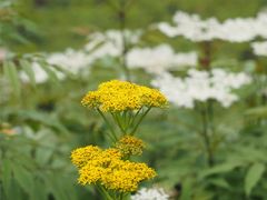 -硗碛藏寨·神木垒景区