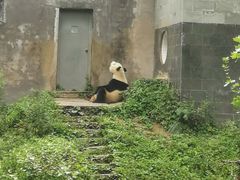 -中国大熊猫保护研究中心雅安碧峰峡基地