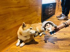 -柴务处·柴犬主题狗咖