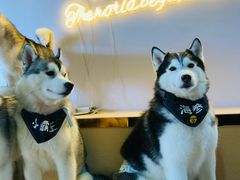 -Husky Go! 哈士奇体验馆·宠物咖啡厅狗咖