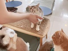 -平行世界·猫咖(首经贸店)
