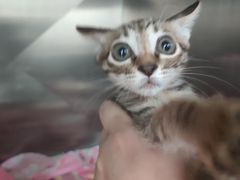 -东莞宠友24H宠物中心医院·转诊夜诊·异宠(新河北路院)