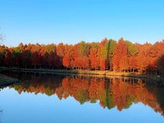 -上海海湾国家森林公园