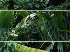 -深圳市中科院仙湖植物园