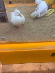 -神奇动物撸宠馆·羊驼·小浣熊·异宠(豫园店)