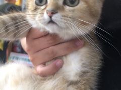 -1013 PET SHOP 宠物商店(近铁城市广场店)