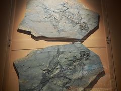-辽宁古生物博物馆