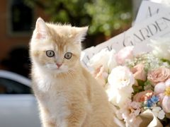 -翊宠yipet猫狗购宠庄园犬舍•猫舍