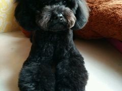 -PETKIT 小佩宠物·低压洗护·美容·寄养(安远店)