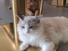 -飞行喵MR PILOT|猫舍·猫咖(静安大融城店)