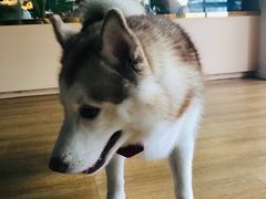 -Husky Go! 哈士奇体验馆·宠物咖啡厅狗咖