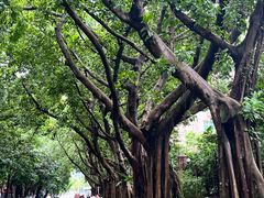 -深圳仙湖植物园