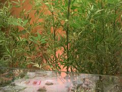 -初蓉丨遇见新川菜(亲贤街荣耀店)