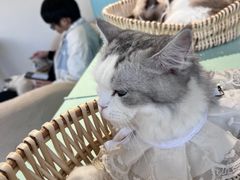 -怪兽屋·羊驼·猫咖·狗咖(俊华广场店)