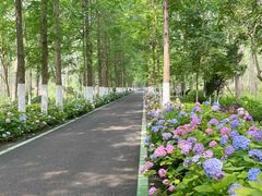 -合肥滨湖国家森林公园