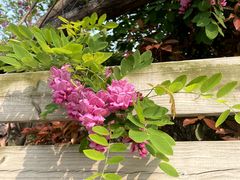 -青岛银沙滩温德姆至尊酒店