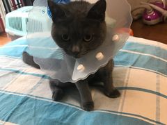 -纳吉亚猫专科动物医院博雅分院