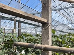 -马陆小张葡萄园农家乐