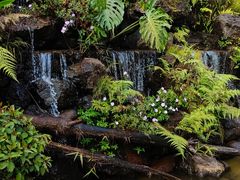 -深圳仙湖植物园