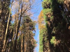 -山王坪喀斯特国家生态公园
