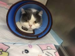 -爱妮康宠物医院·干细胞免疫细胞·肿瘤·心脏(张江店)