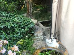 -龙猫意杯花园餐厅(芙蓉湖店)
