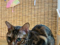 -楼上猫咖(罗湖店)