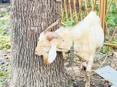 -马陆小张葡萄园农家乐