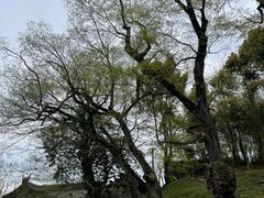 -桑洲油菜花景区