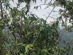 -黔灵山公园